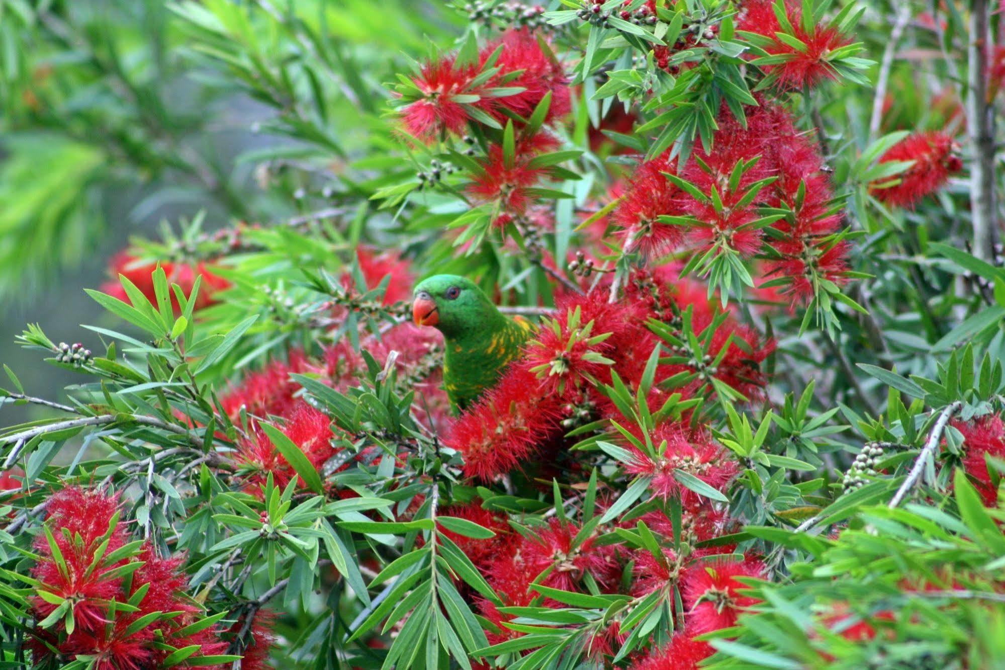 Bottlebrush B & B Maryborough Kültér fotó