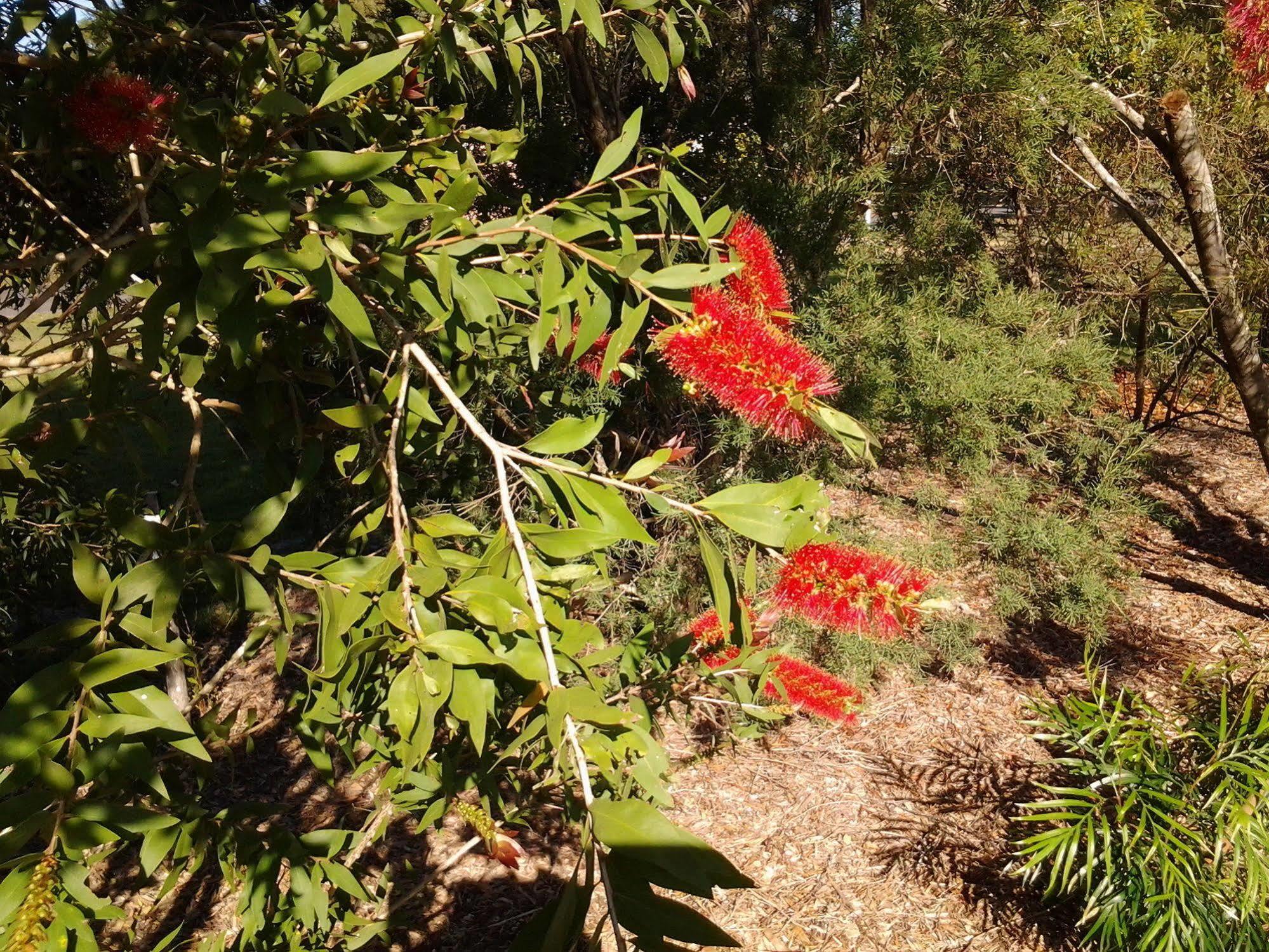 Bottlebrush B & B Maryborough Kültér fotó