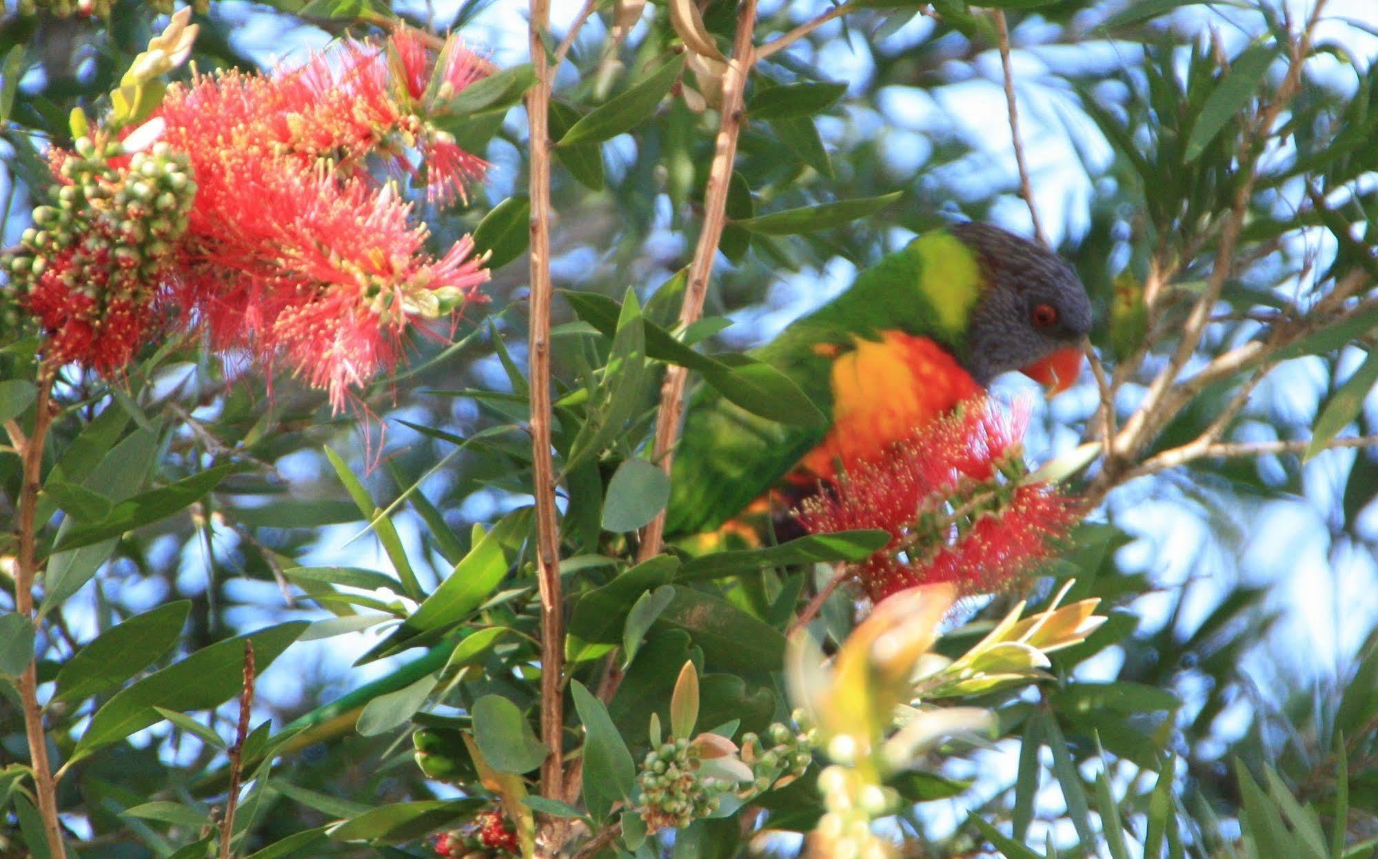 Bottlebrush B & B Maryborough Kültér fotó